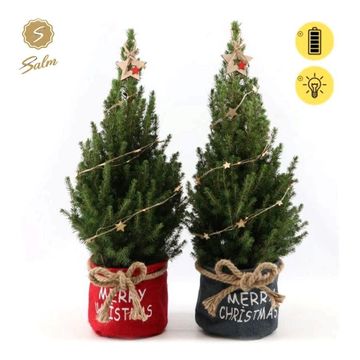 Picea glauca DECEMBER
