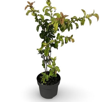 Хеномелес speciosa 'Scarlet Storm'