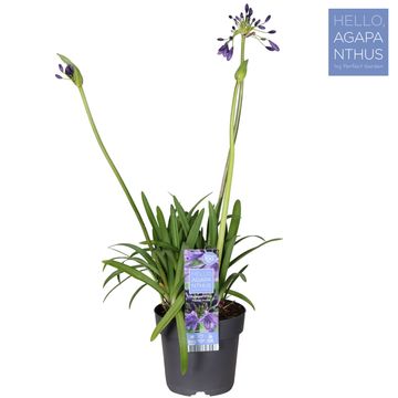 Agapanthus EVERPANTHUS POPPIN' PURPLE