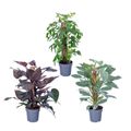 Philodendron MIX