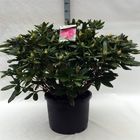 Rhododendron 'Космополитан'