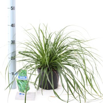 Carex oshimensis 'Evergreen'