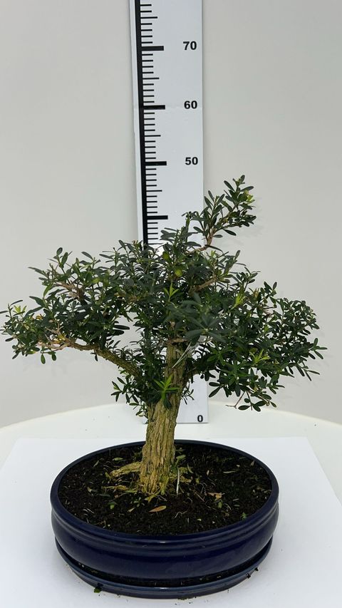 Buxus harlandii