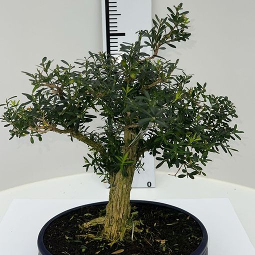 Buxus harlandii