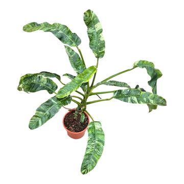 Epipremnum giganteum 'Variegata'