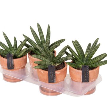 Sansevieria cylindrica 'Inti I'  Plant Wholesale FlorAccess