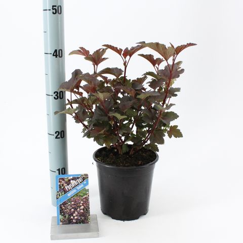 Physocarpus opulifolius 'Diabolo'