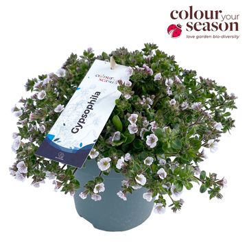 Гипсофила cerastoides