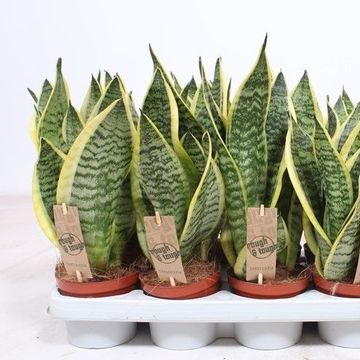 Sansevieria trifasciata 'Futura Superba'