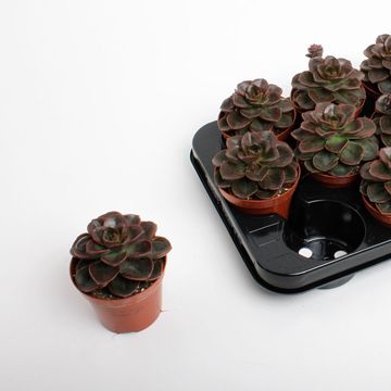 Echeveria 'Black Prince'