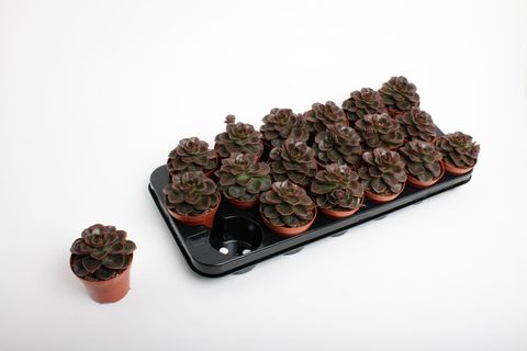 Echeveria 'Black Prince'
