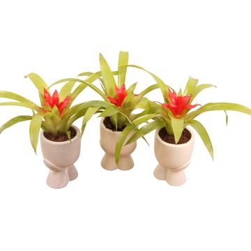Guzmania 'Tempo'