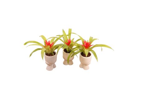 Guzmania 'Tempo'