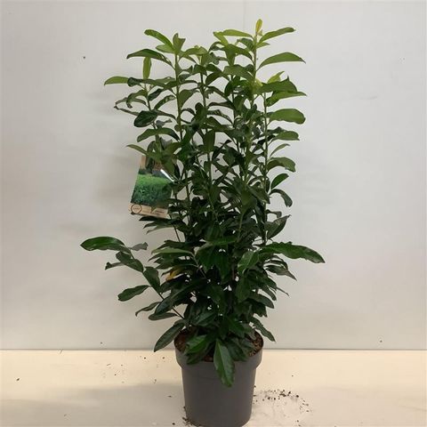 Prunus laurocerasus GENOLIA