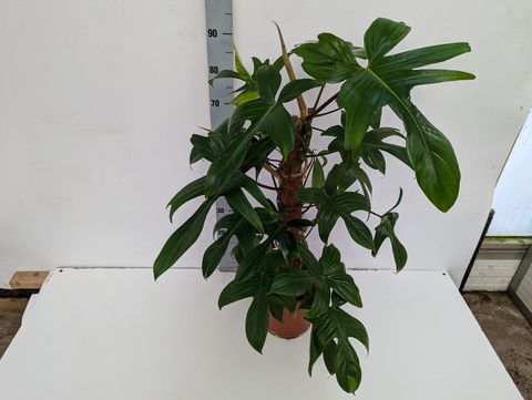 Philodendron FLORIDA GREEN