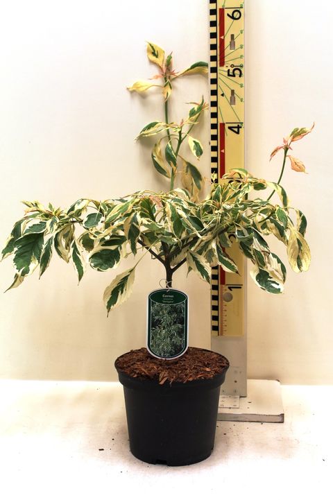 Cornus controversa 'Variegata'