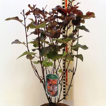 Physocarpus opulifolius LADY IN RED