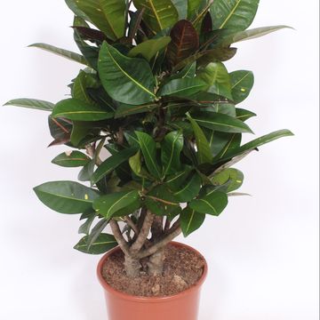 Codiaeum variegatum 'Petra'