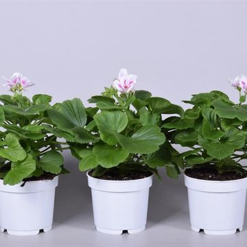 Pelargonium 'Royalty White'