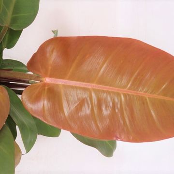 Philodendron 'Prince of Orange'