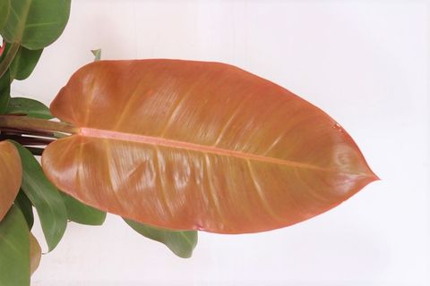 Philodendron 'Prince of Orange'