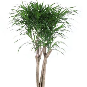Dracaena reflexa 'Anita'