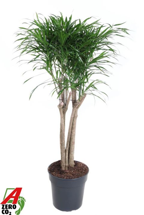 Dracaena reflexa 'Anita'