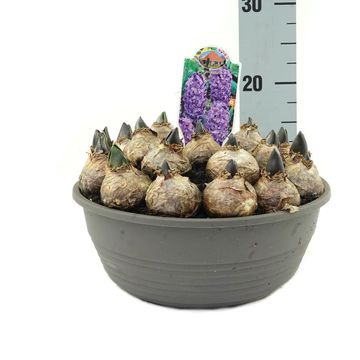 Hyacinthus Giacinto comune 'Blue Star'