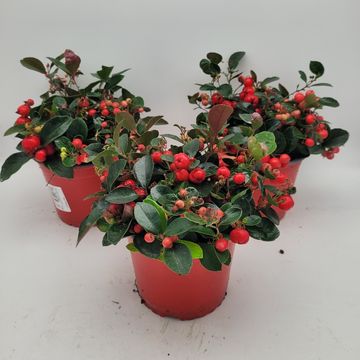 Gaultheria procumbens BIG BERRY