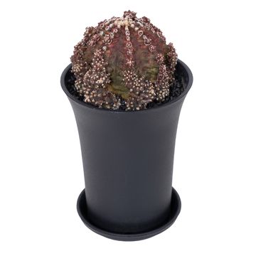 Gymnocalycium GODJI T-REX