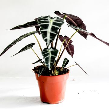 Alocasie BAMBINO ARROW