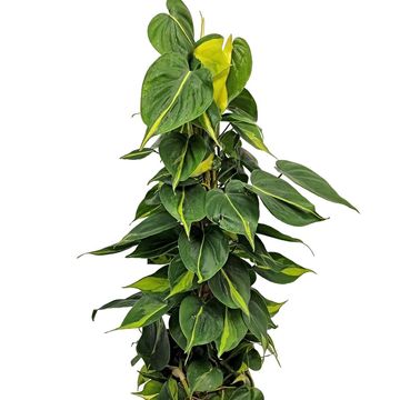 Philodendron scandens 'Brasil'