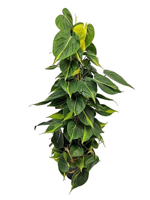 Filodendro scandens 'Brasil'