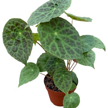 Begonia phuthoensis