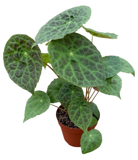 Begonia phuthoensis