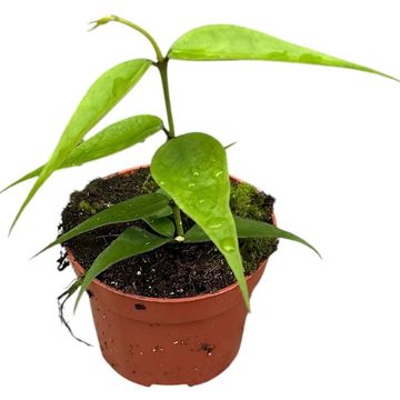 Hoya polyneura Vietnam