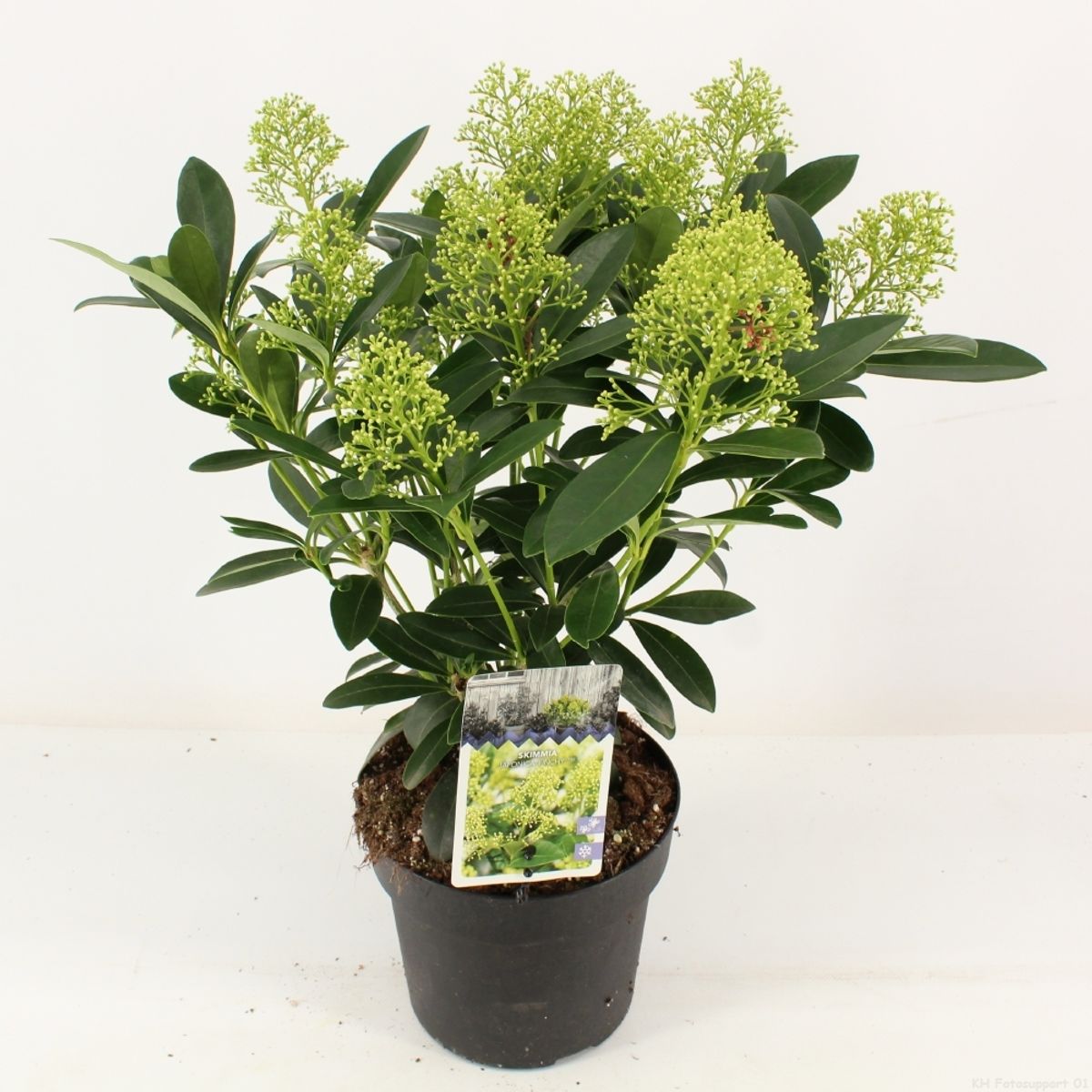 Skimmia japonica 'Finchy' — Plant Wholesale FlorAccess