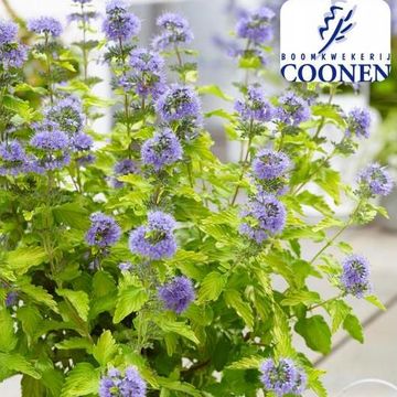 Caryopteris x clandonensis HINT OF GOLD