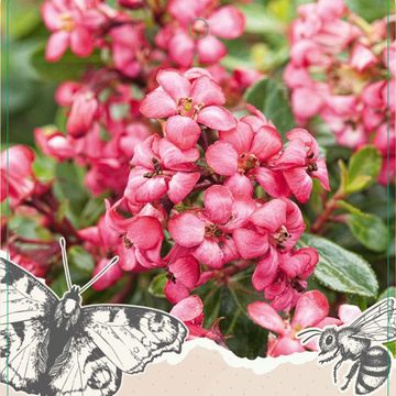 Escallonia 'Red Dream'