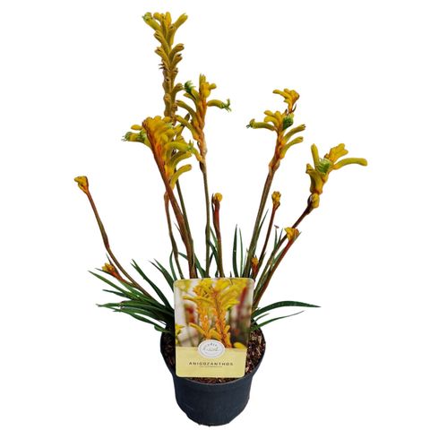 Anigozanthos 'Yellow Bonanza'