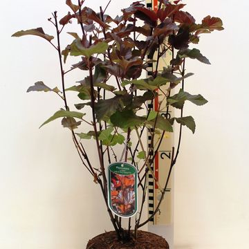 Physocarpus opulifolius LADY IN RED