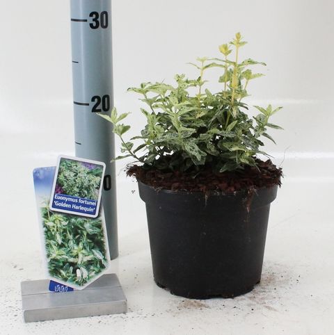 Euonymus fortunei GOLDEN HARLEQUIN