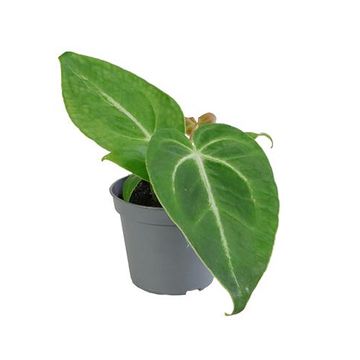 Anthurium magnificum