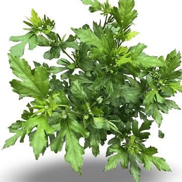 Hibiscus syriacus 'Oiseau Bleu'