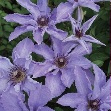 Clematis MYOSOTIS (EL)