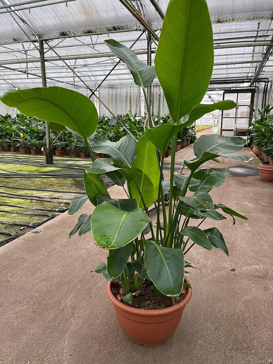 Strelitzia nicolai — Plant Wholesale FlorAccess