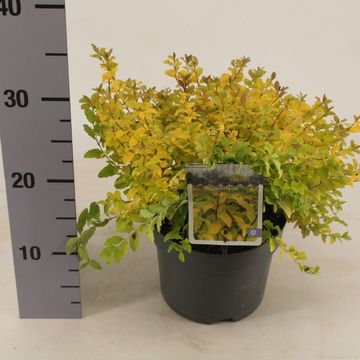 Ligustrum ovalifolium 'Lemon and Lime'