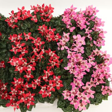 Cyclamen persicum SUPER SERIE DJIX MIX