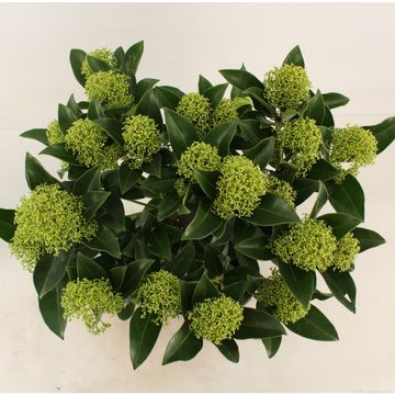 Skimmia japonica WHITE GLOBE