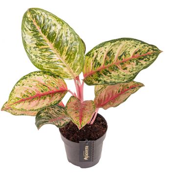 Aglaonema 'Carnival Queen'